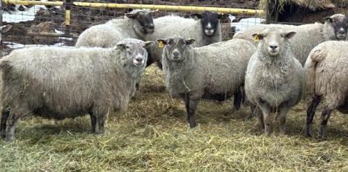 BRED EWE