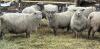 BRED EWE - 3
