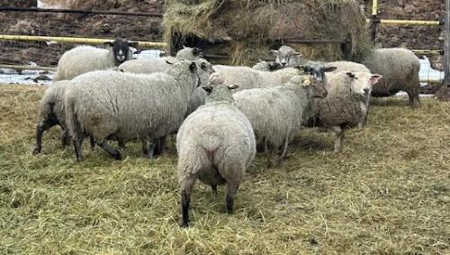 BRED EWE