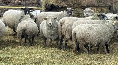 BRED EWE