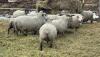 BRED EWE - 3