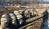 BRED EWE - 2