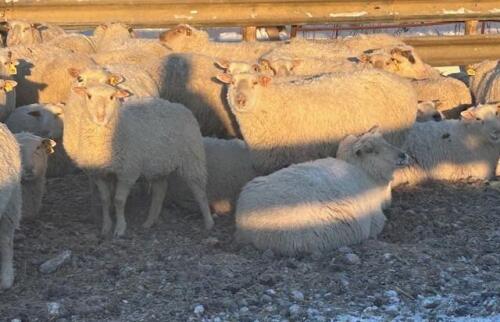 BREEDING RAM