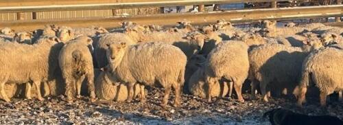 BRED EWE