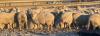 BRED EWE