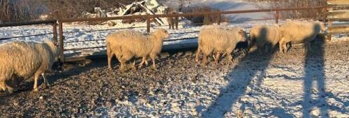 BREEDING RAM