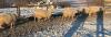 BRED EWE - 4