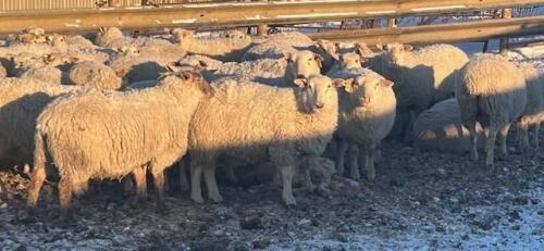 BRED EWE
