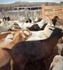 BRED DOE