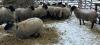 BRED EWE