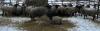 BRED EWE - 3