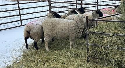 BRED EWE