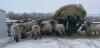 BRED EWE - 3
