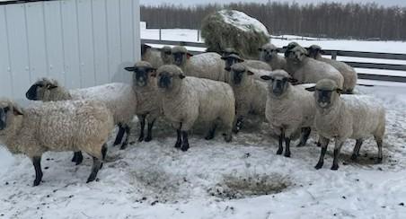BRED EWE