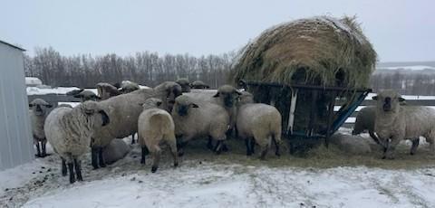BRED EWE