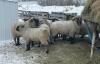 BRED EWE