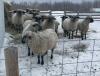 BRED EWE - 2