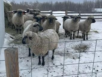 BRED EWE