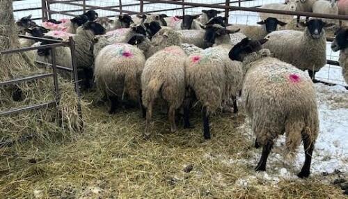 BRED EWE