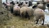 BRED EWE - 3