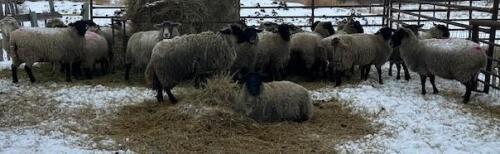 BRED EWE