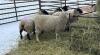 BRED EWE