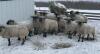 BRED EWE - 2