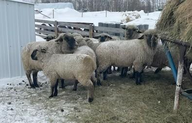 BRED EWE