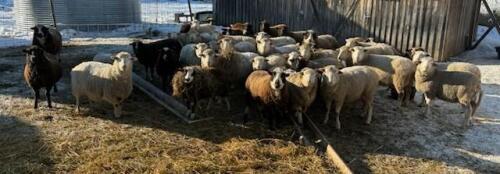BRED EWE