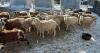 BRED EWE