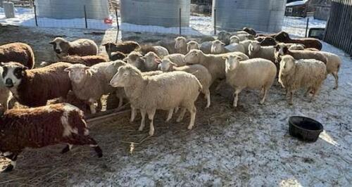 BRED EWE