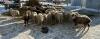 BRED EWE - 2