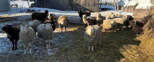 BRED EWE