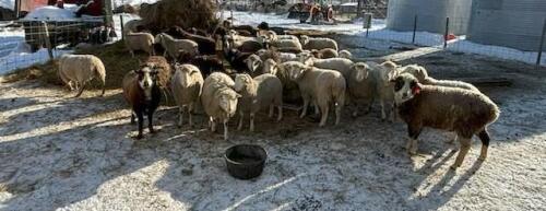 BRED EWE