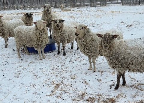 BRED EWE