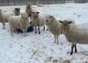 BRED EWE