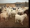 BRED DOE