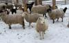 BRED EWE - 6