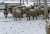 BRED EWE - 4
