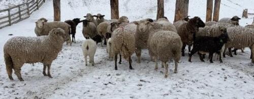 BRED EWE