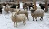 BRED EWE - 3