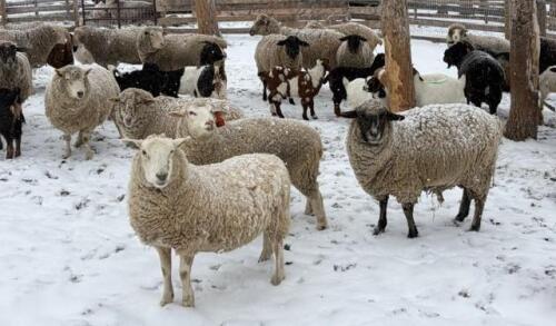 BRED EWE