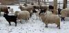 BRED EWE - 6