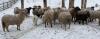 BRED EWE - 5