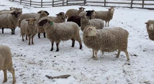 BRED EWE