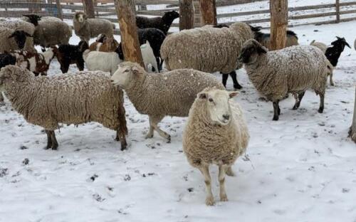 BRED EWE