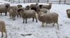 BRED EWE