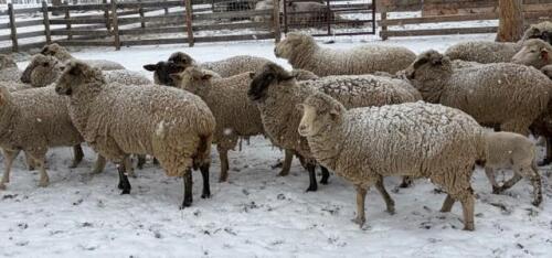 BRED EWE