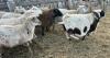 BRED EWE - 3