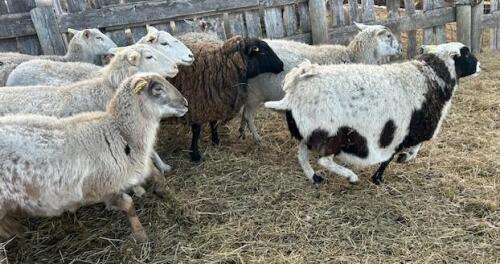 BRED EWE